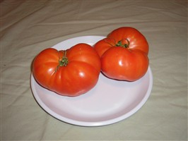 Zogola