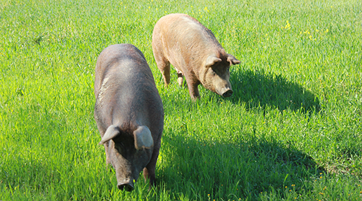 Happy Pigs!