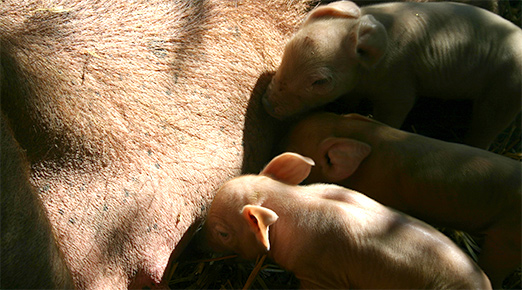 One day old pigs