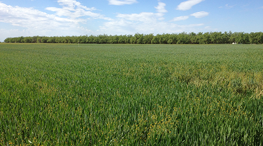 spring wheat