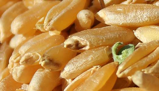 wheat-upclose