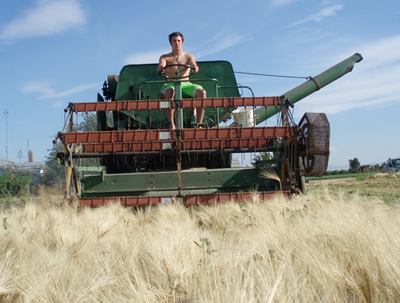 Will harvesting wheat